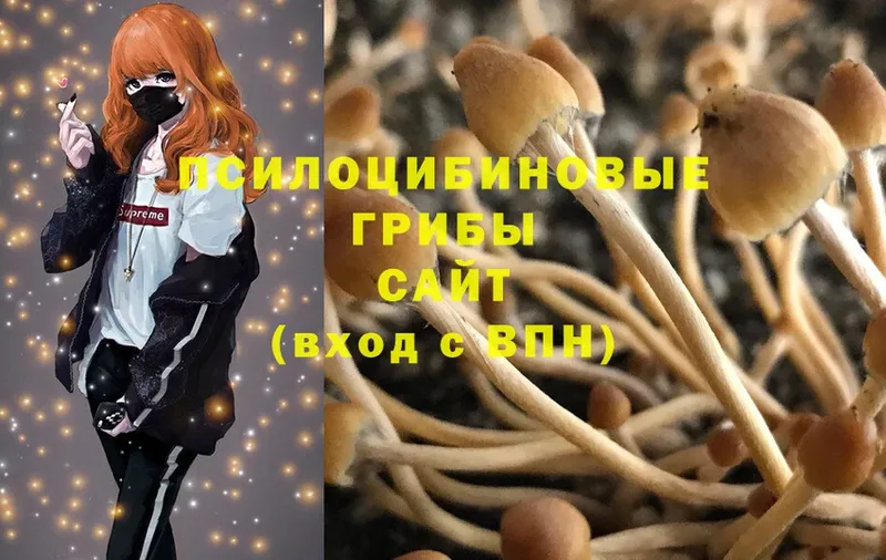 Галлюциногенные грибы Psilocybe  Выборг 